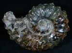 Polished Douvilleiceras Ammonite - #6469-1
